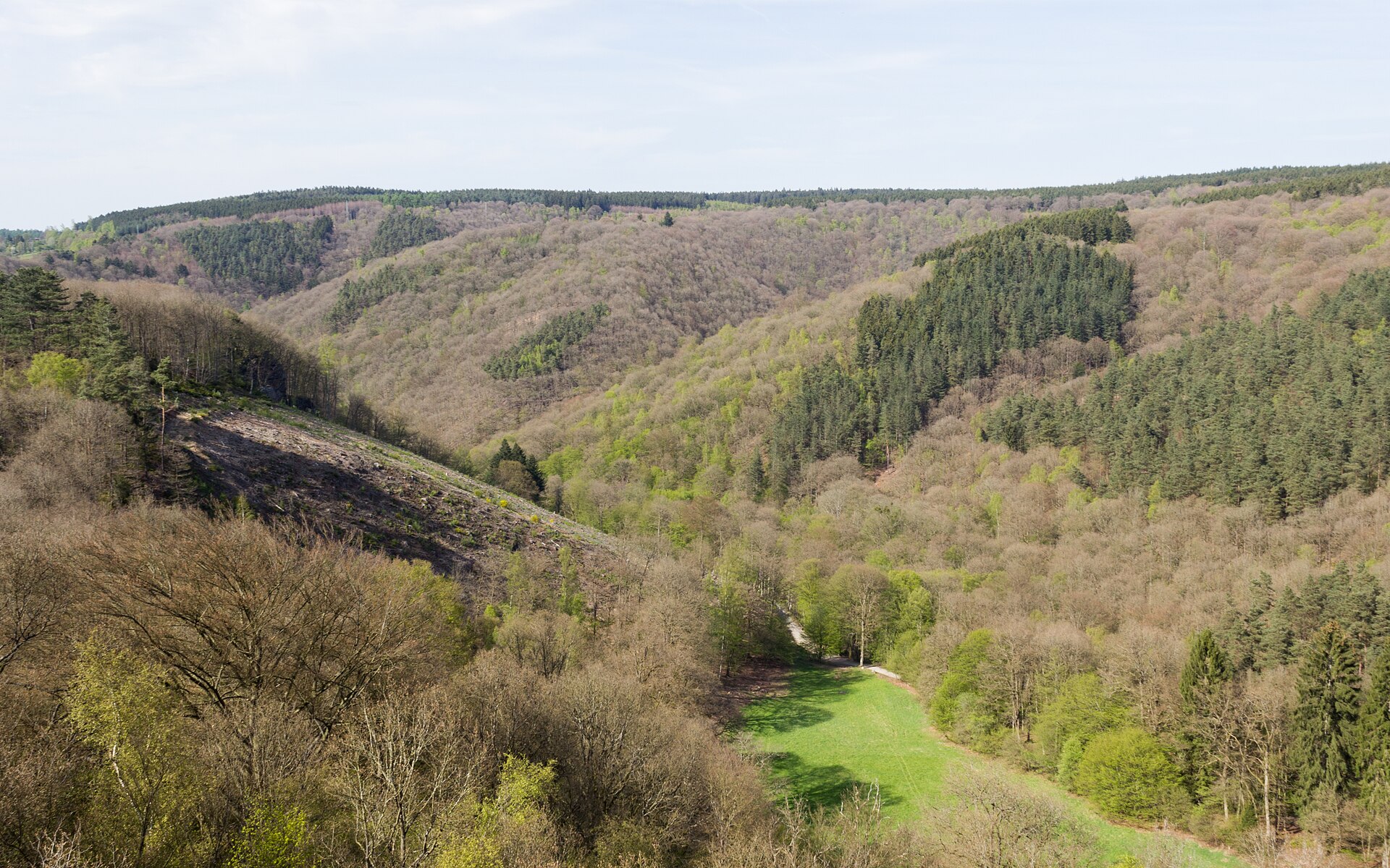Forest landscape in the Belgian Ardennes in Wallonia