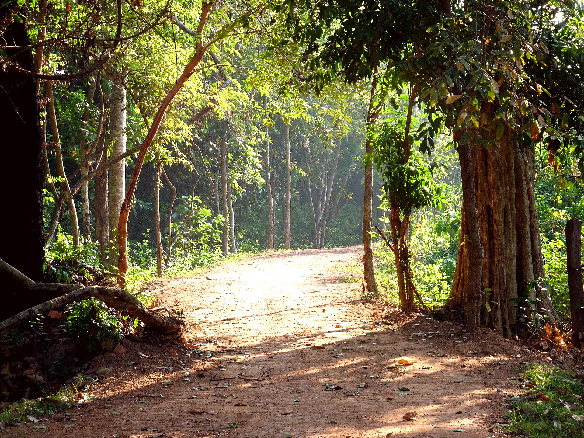 Shaded approach road toward Banteay Srei and Angkor Wat in Cambodia