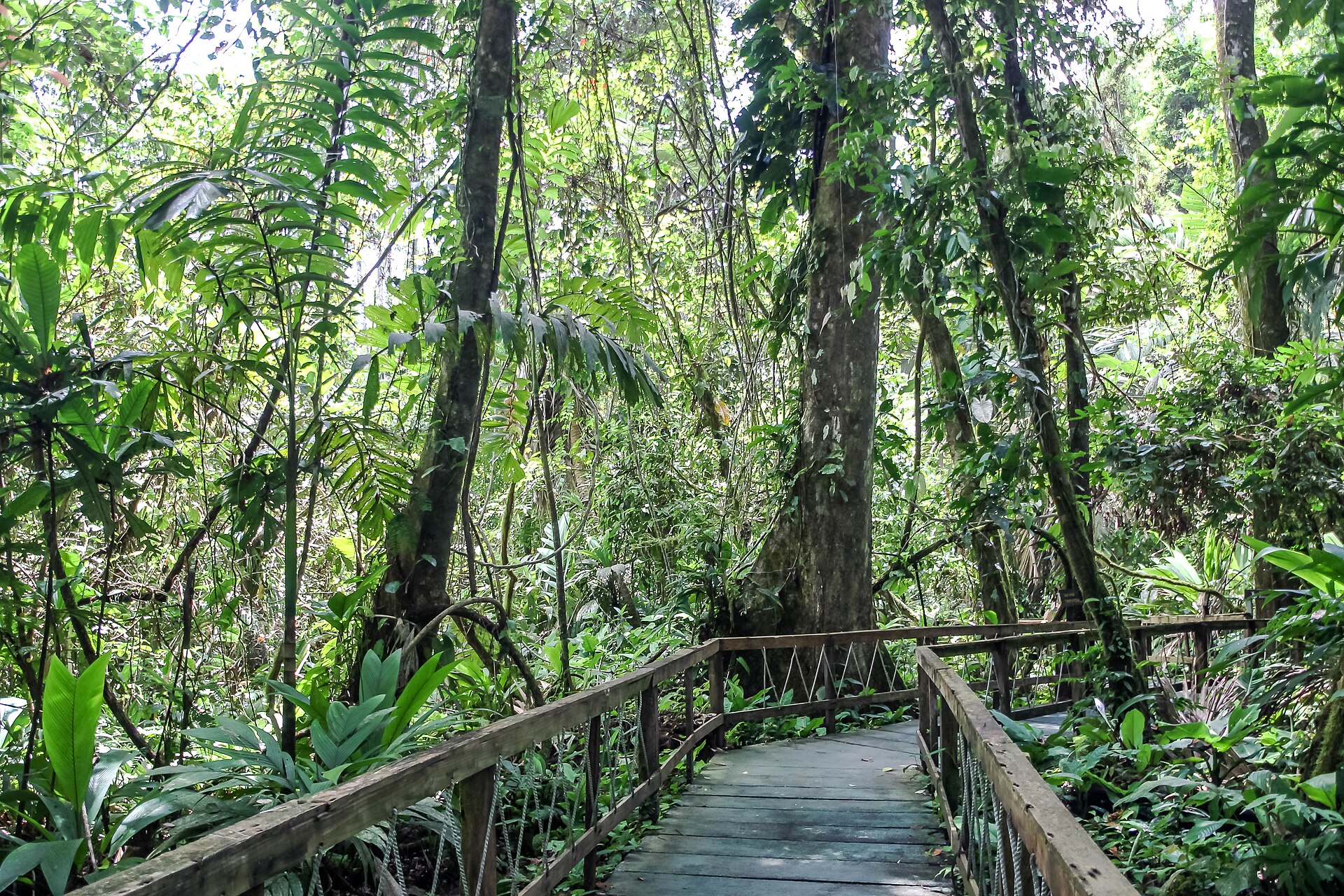 Boardwalk through Veragua Rainforest in Limón Province, Costa Rica