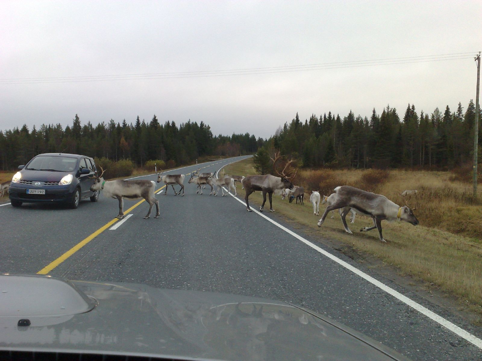 A reindeer standing on a road in Finland