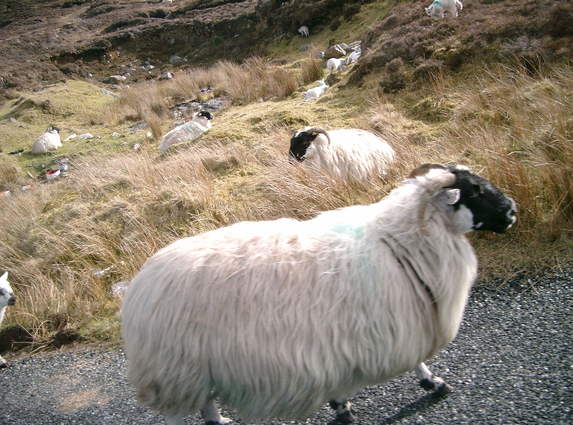 Sheep walking on a rural road in Donegal