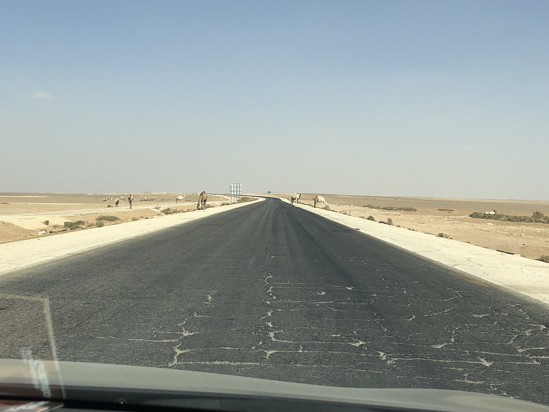 A newly surfaced desert road near Al Jafr with camels at the shoulder