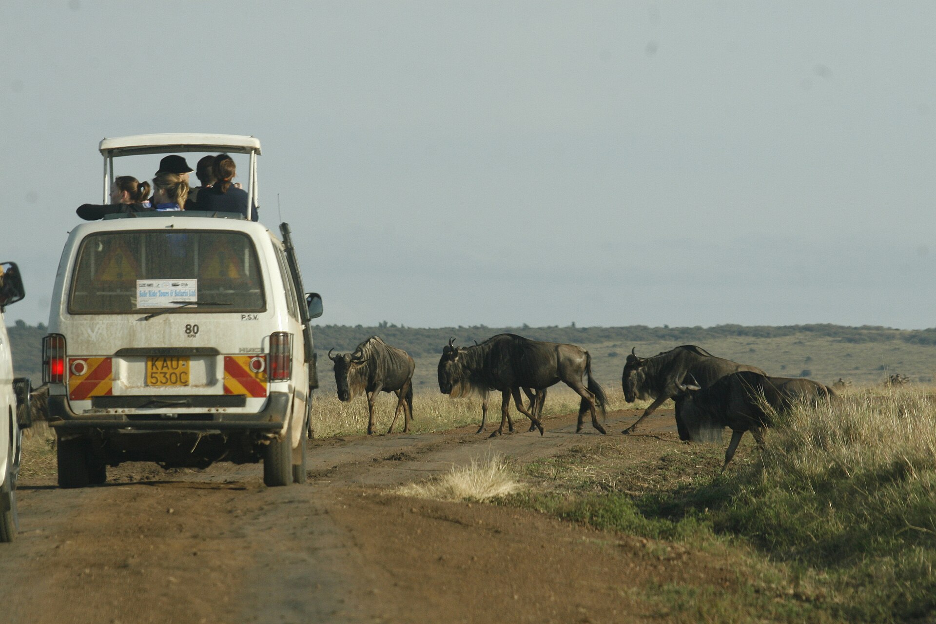 Safari vehicle waiting beside wildebeest on a dirt road in Kenya
