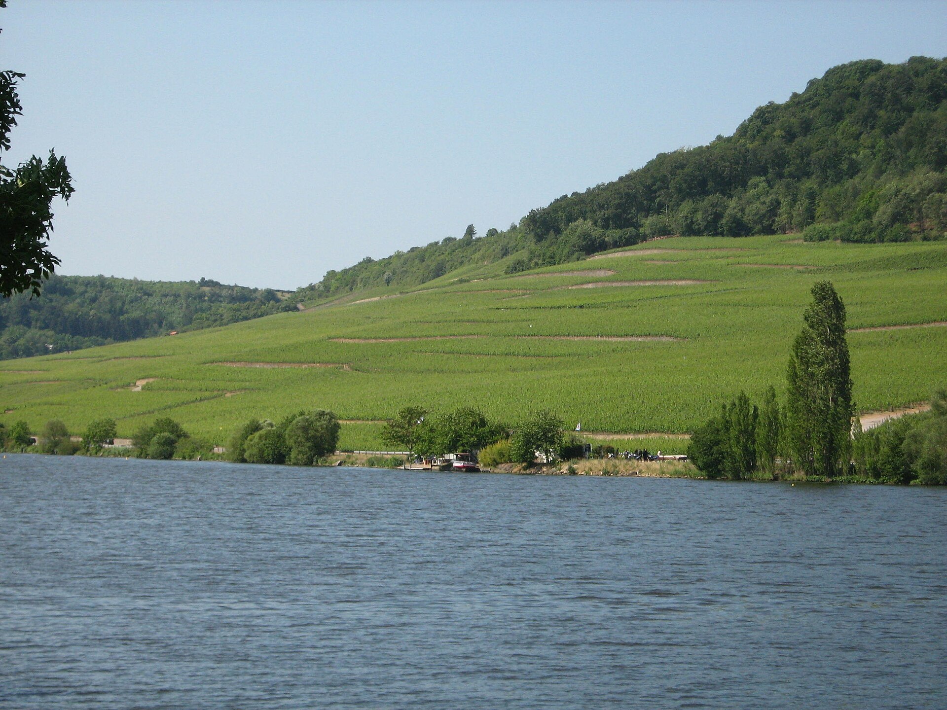 Moselle River and vineyard slopes near Machtum in Luxembourg
