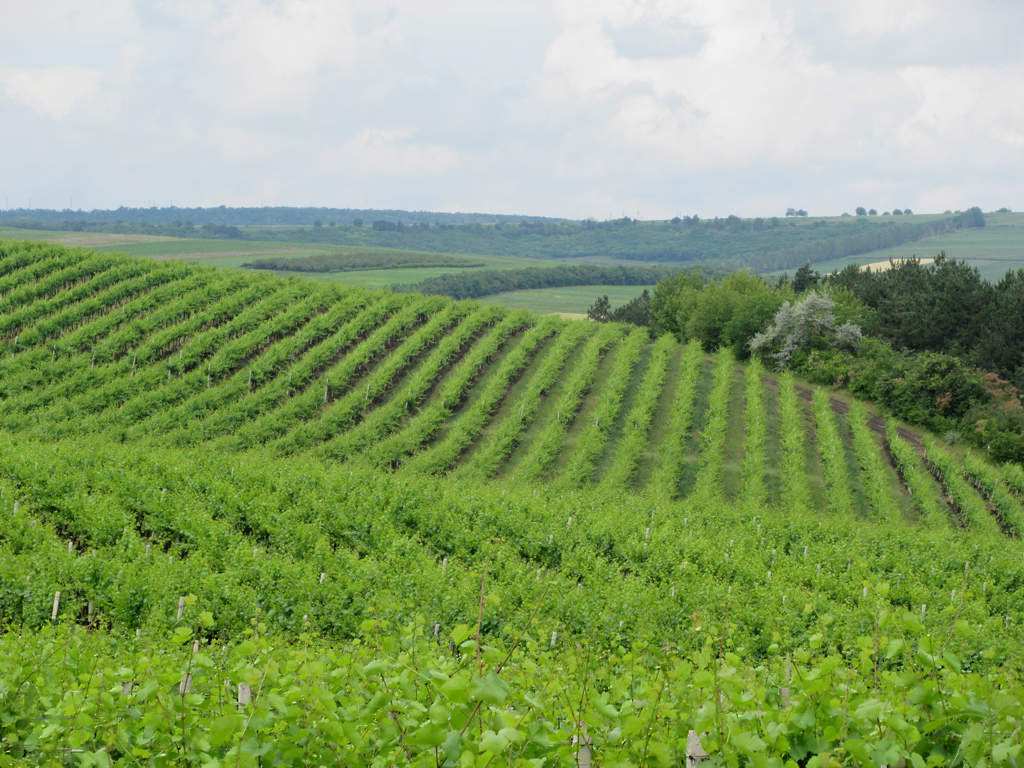 Vineyard landscape near Cricova north of Chișinău