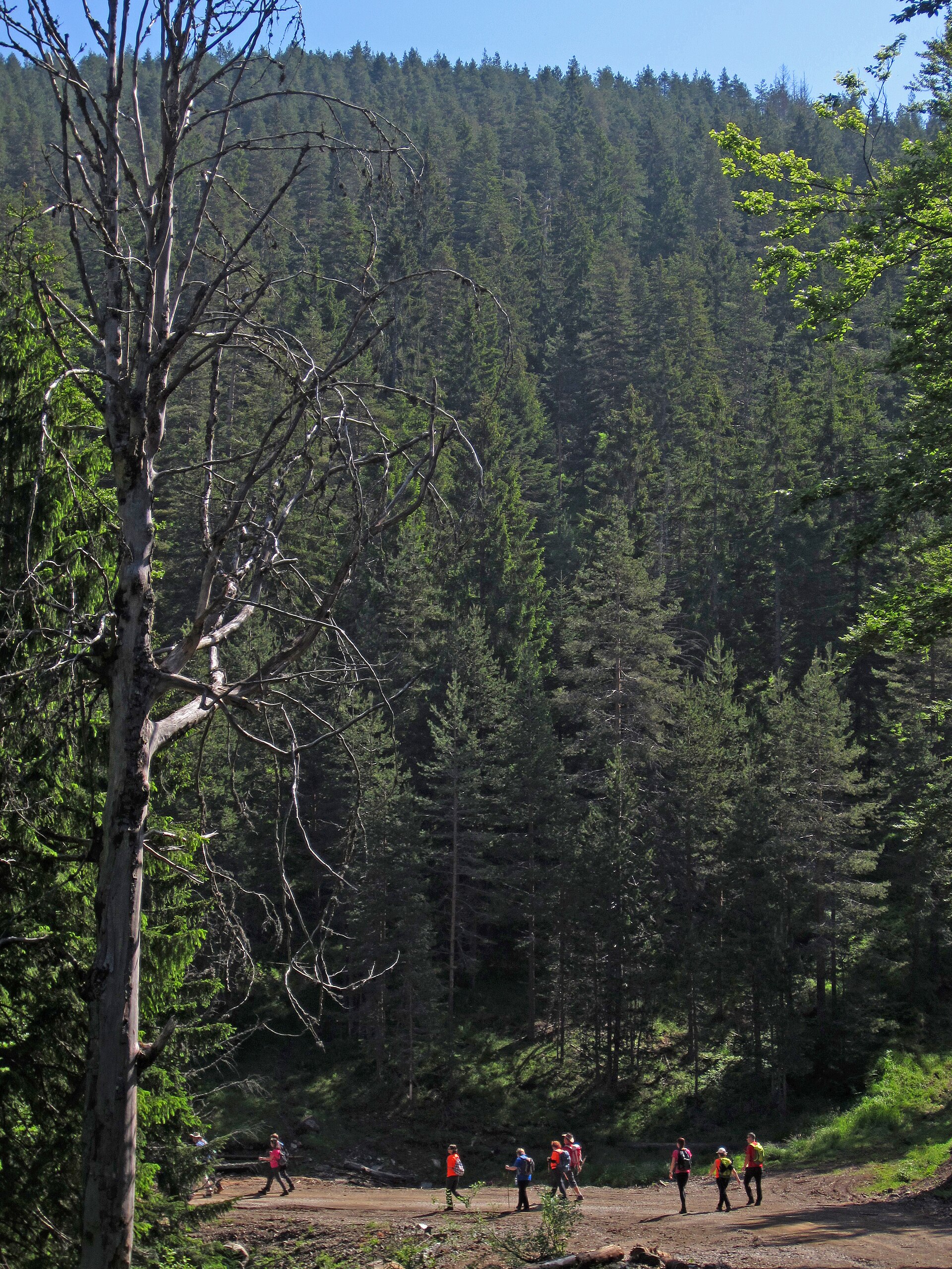 A forest road in the Zaovine area of Mount Tara