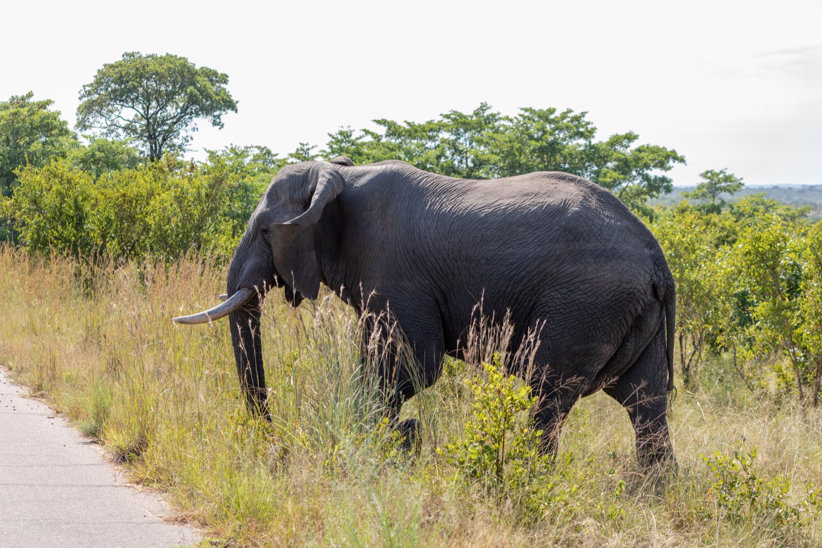 Elephant beside a paved road in Kruger National Park
