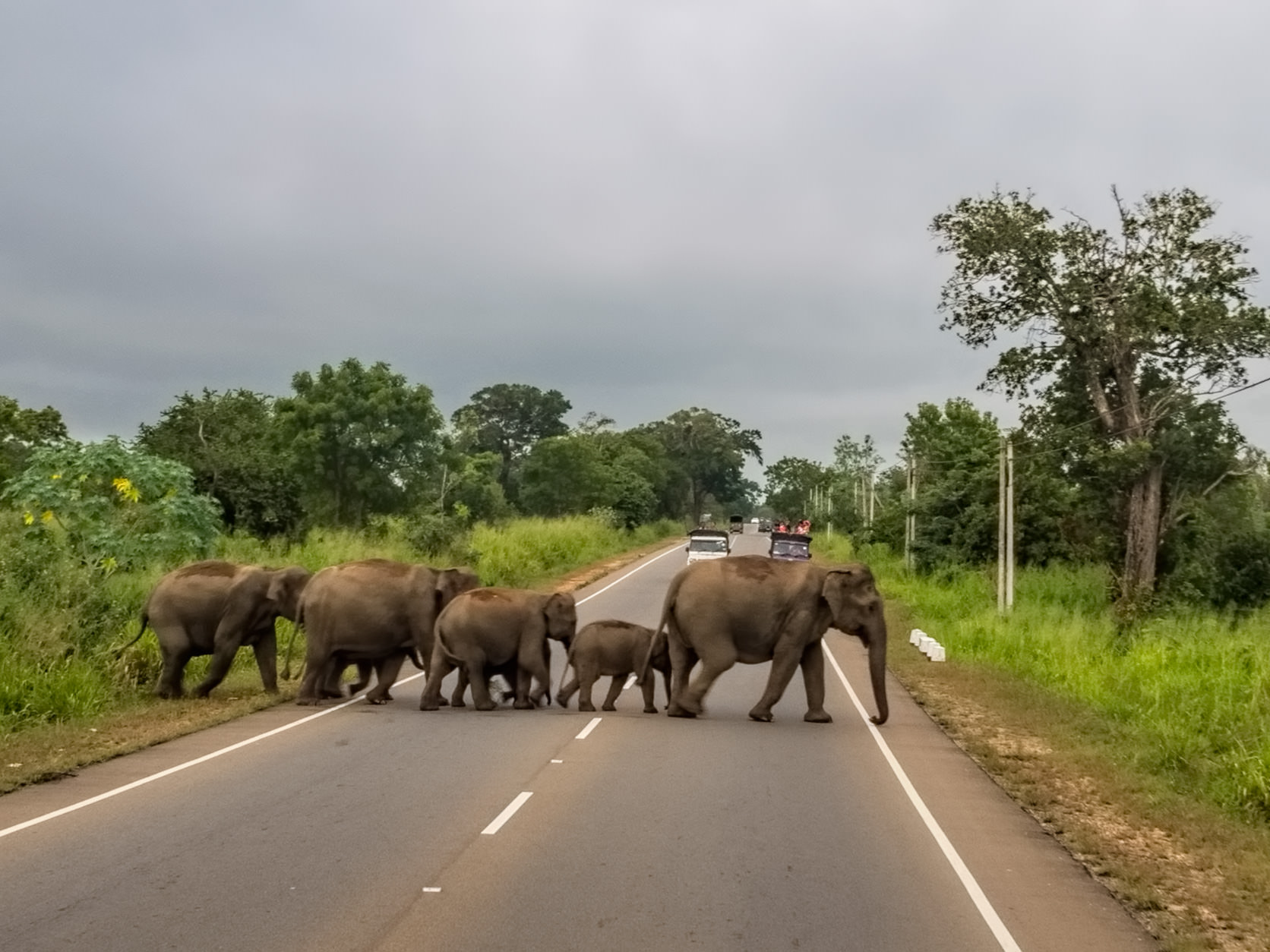 A herd of Sri Lankan elephants crossing a road near Habarana
