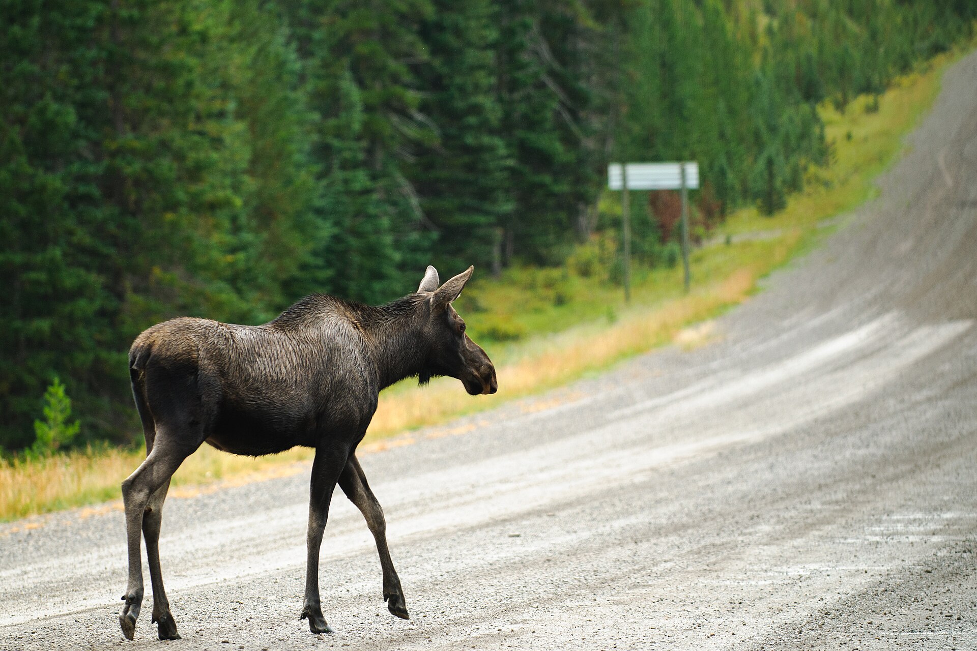 Moose crossing a Swedish forest road
